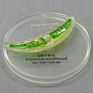 楽天市場】タカラトミーアーツ 不思議生物大百科 極小の共存者 微生物