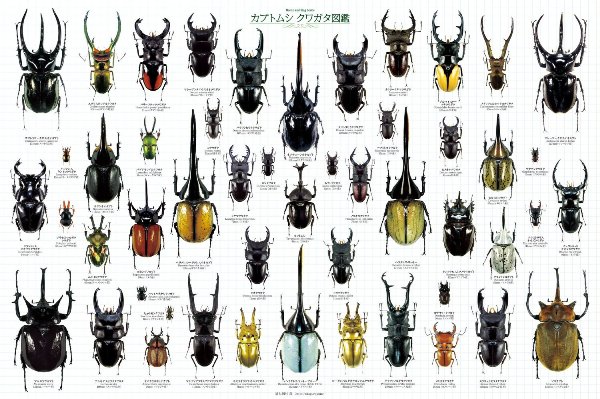 楽天市場】エポック社 1000P カブトムシ クワガタ図鑑 | 価格比較