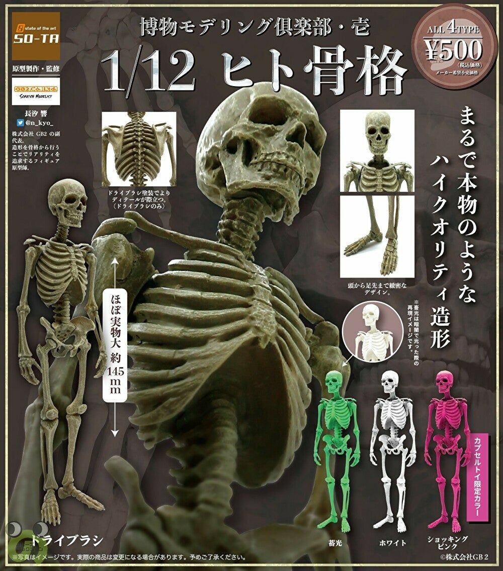 楽天市場】コンポジット 人体骨格模型【ヒューマンスカル
