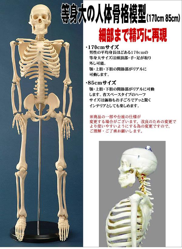 楽天市場】SEVEN BEAUTY 7ウェルネ 全身骨格模型 等身大 人体模型 骨格 