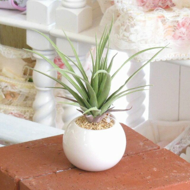 KI ラウンドポット エアプランツ 163541