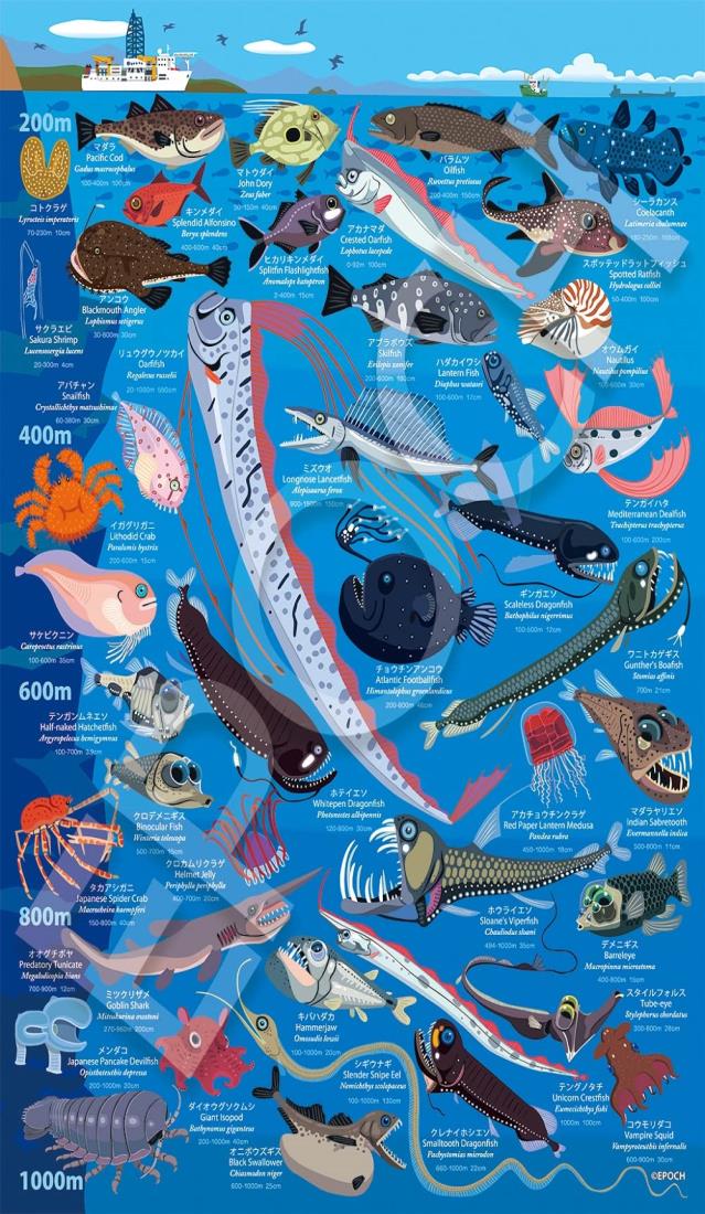 深海魚フルコンプ19種生物図鑑グミカード 明治 生物図鑑グミ 深海生物編 : トレジャーハンティン部、部長のブログ