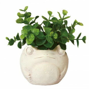 KI カエルポット ユーカリ 167518