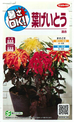 サカタのタネ｜SAKATA SEED CORPORATION 実咲 暑さOK 葉げいとう 混合 906638