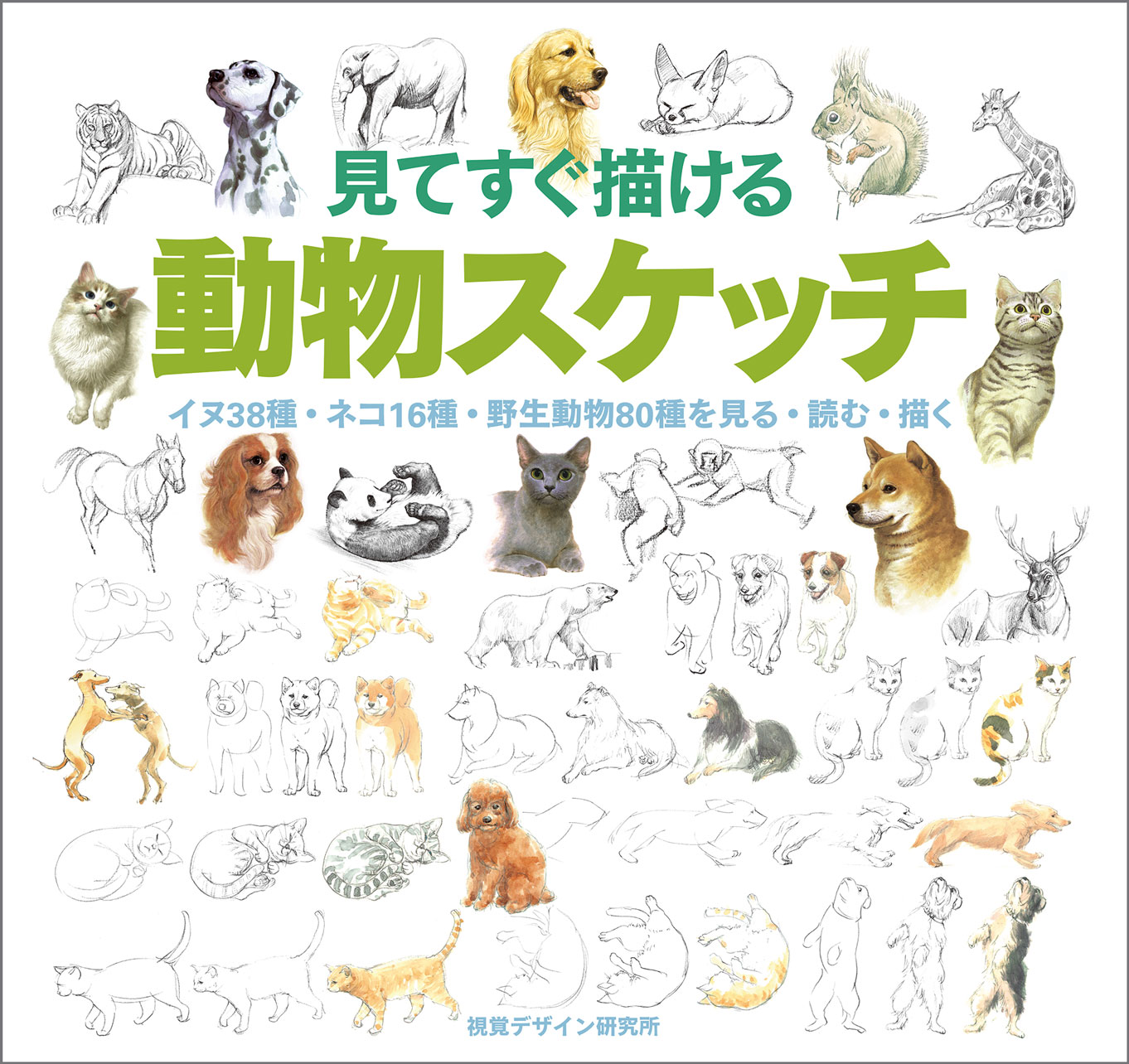 楽天市場】視覚デザイン研究所 見てすぐ描ける動物スケッチ イヌ38種 