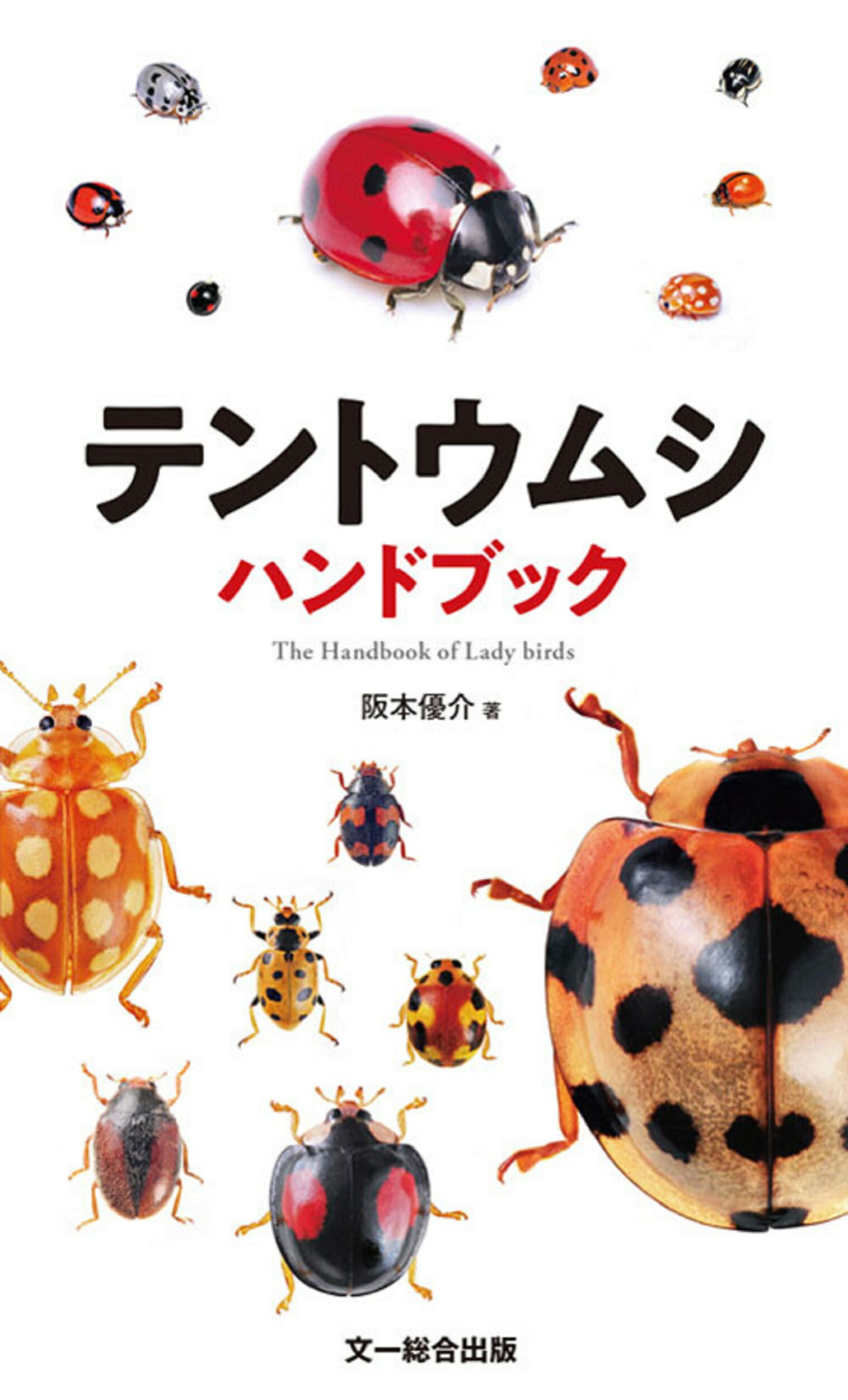 ◎ハンドブック/まとめ売り 文一総合出版 楽天市場】文一総合出版 テントウムシハンドブック/文一総合出版/阪本