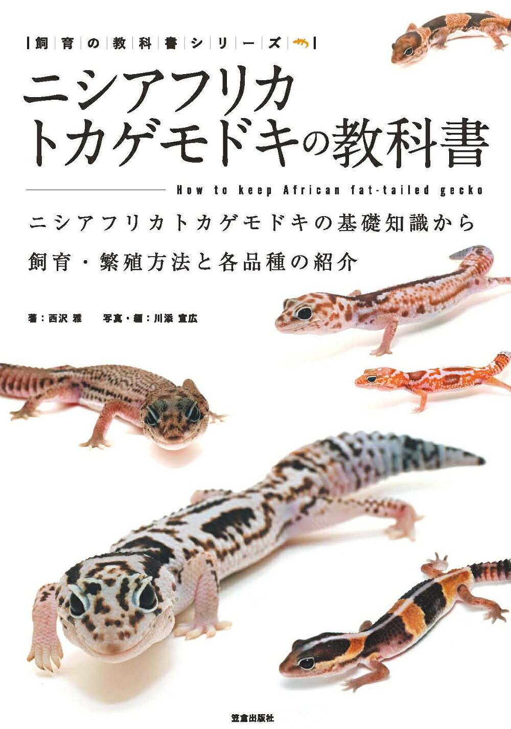 楽天市場】誠文堂新光社 ヒョウモントカゲモドキ品種図鑑 飼育前の個体
