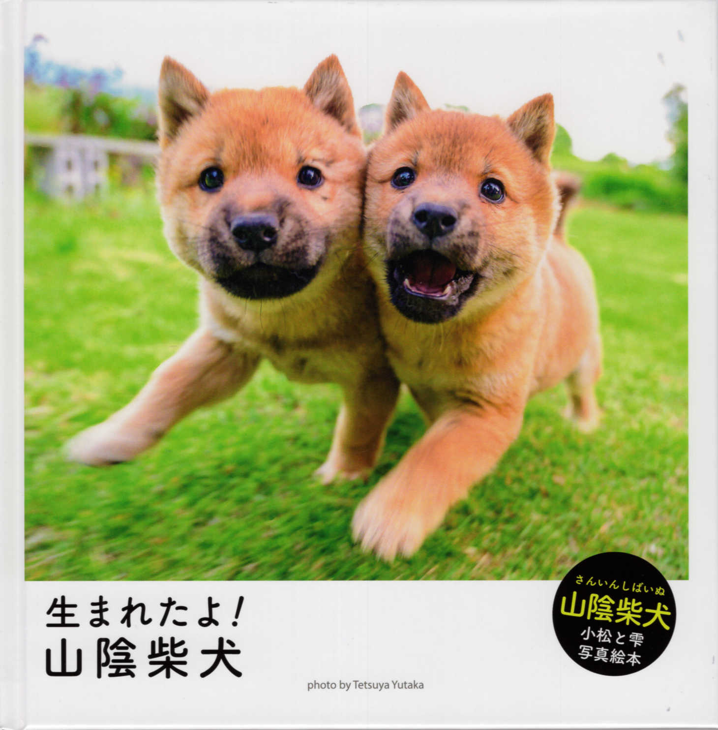 生まれたよ！山陰柴犬/今井出版/豊哲也