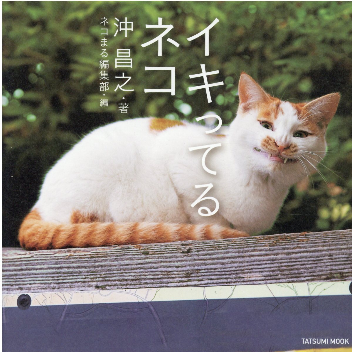楽天市場】イラストを読む！犬と猫の臨床外科 一次診療いますぐできる