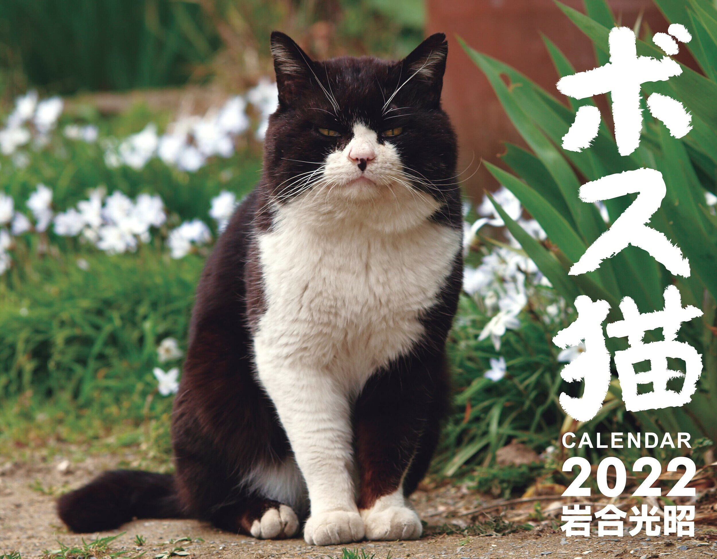 ボス 猫