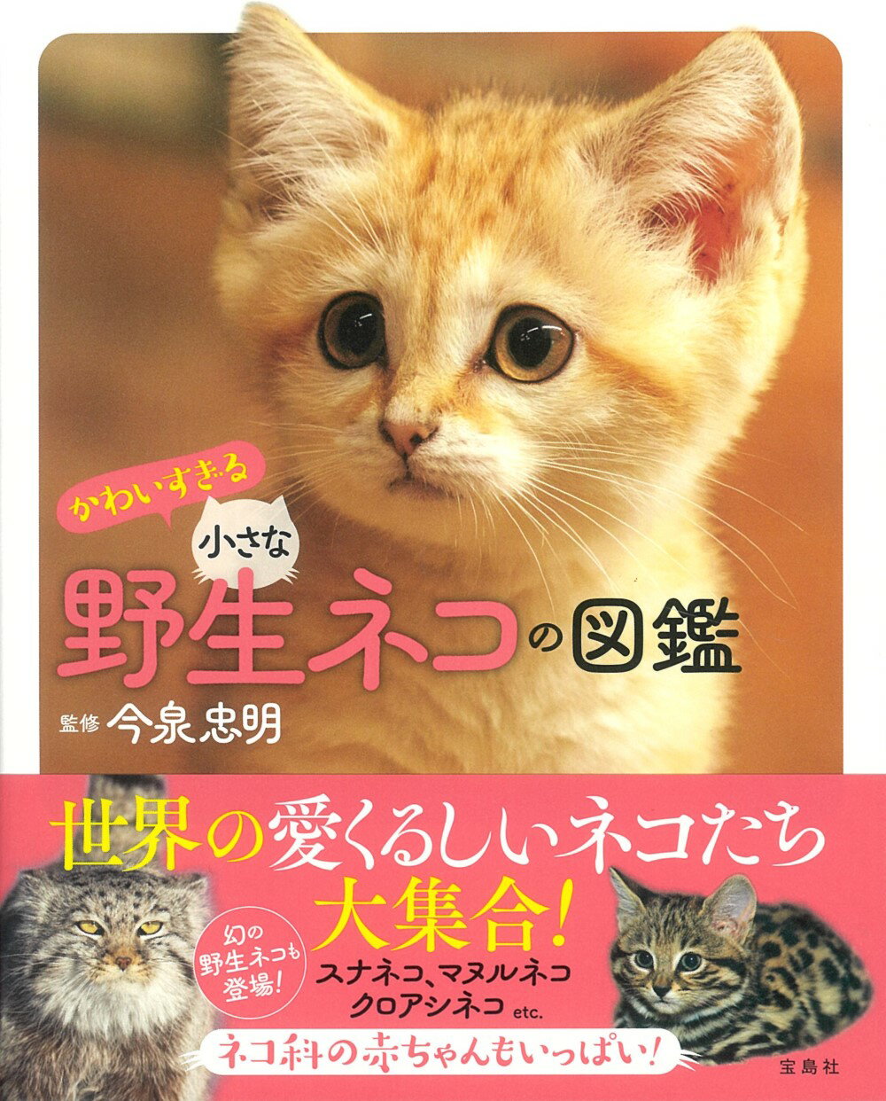 かわいすぎる小さな野生ネコの図鑑/宝島社/今泉忠明