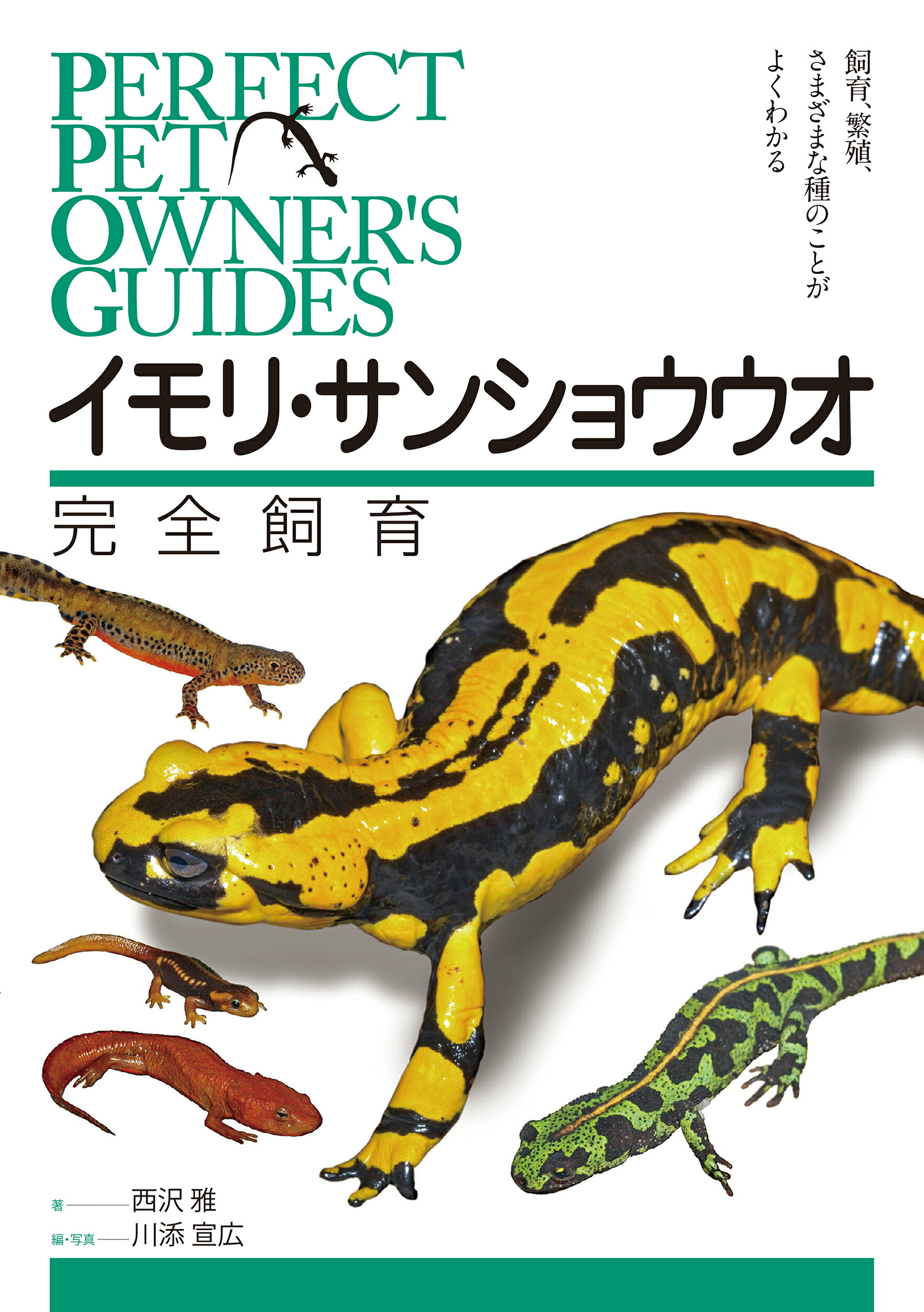 楽天市場】笠倉出版社 有尾類の教科書 イモリ・サンショウウオの仲間の