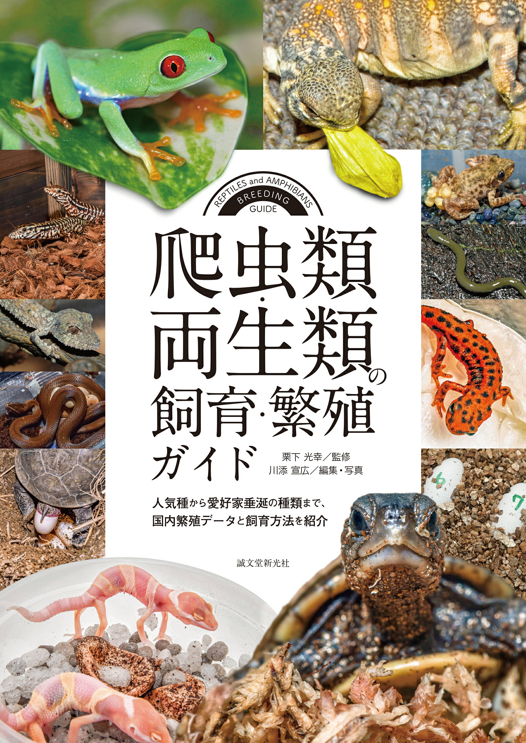 Hina様 売約済 ヒョウモントカゲモドキ品種図鑑 中川翔太著 誠文堂新光社 ヒョウモントカゲモドキ お悩み解決事典 | 株式会社誠文堂新光社