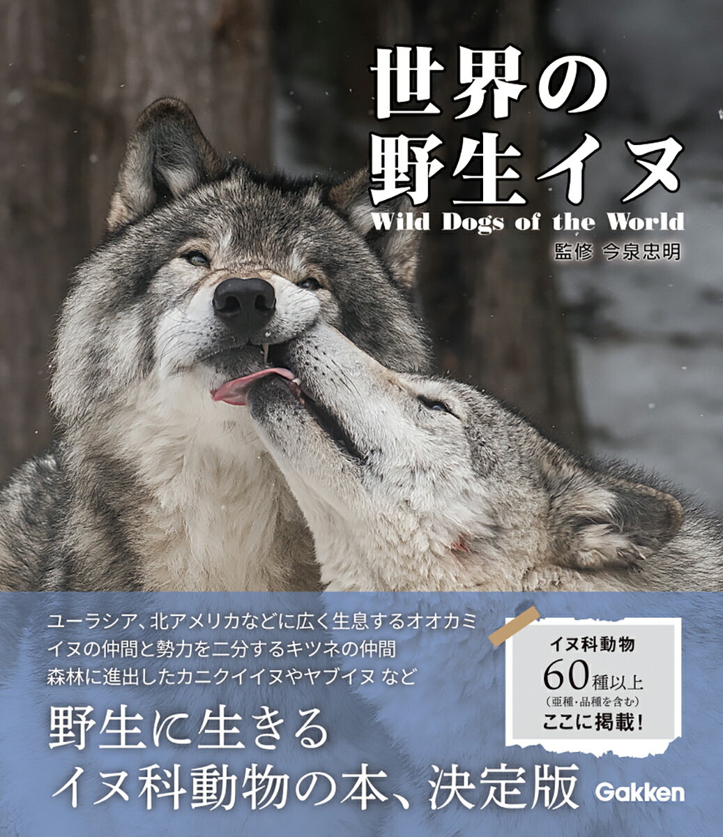 世界の野生イヌ/Ｇａｋｋｅｎ/今泉忠明