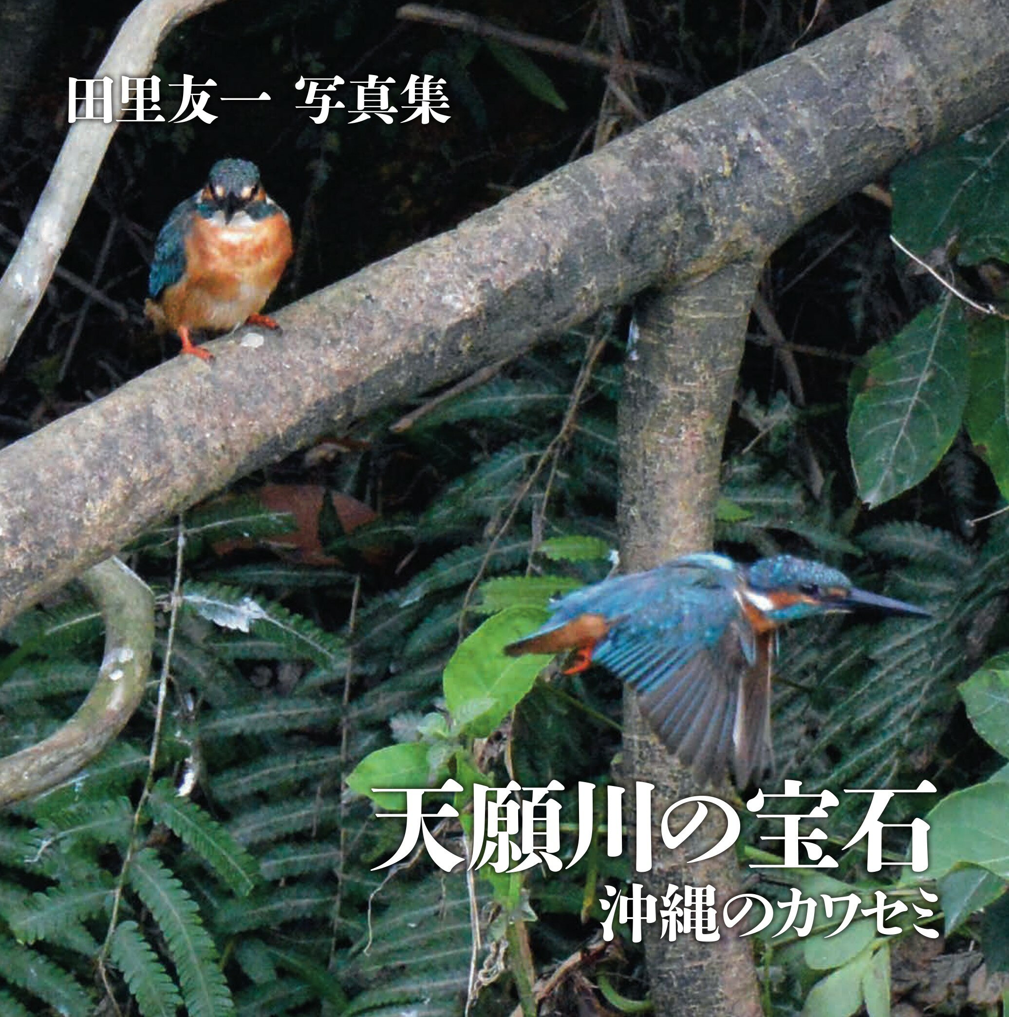 天願川の宝石　沖縄のカワセミ 田里友一写真集/日本写真企画/田里友一