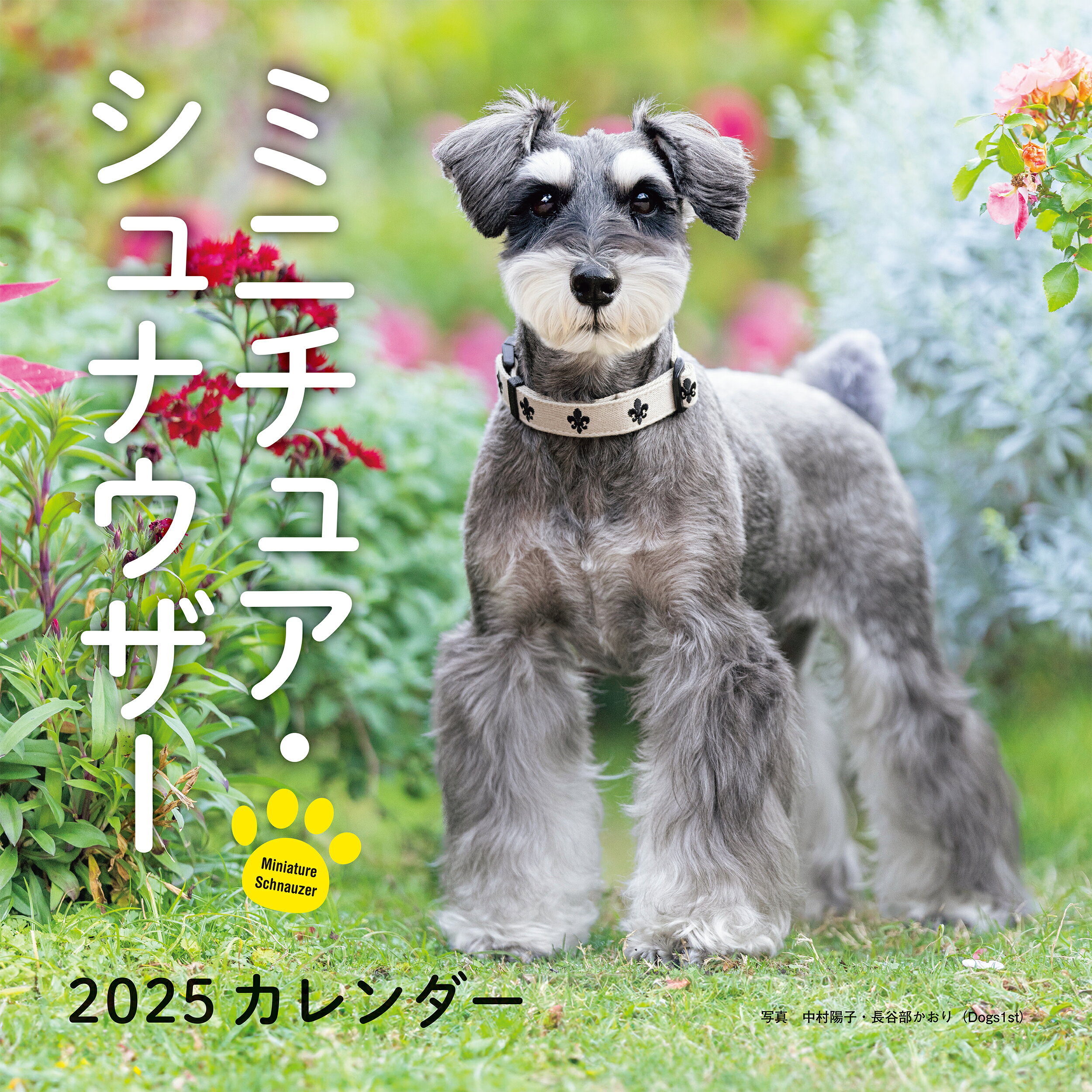 ミニチュア・シュナウザーカレンダー ２０２５/誠文堂新光社/中村陽子