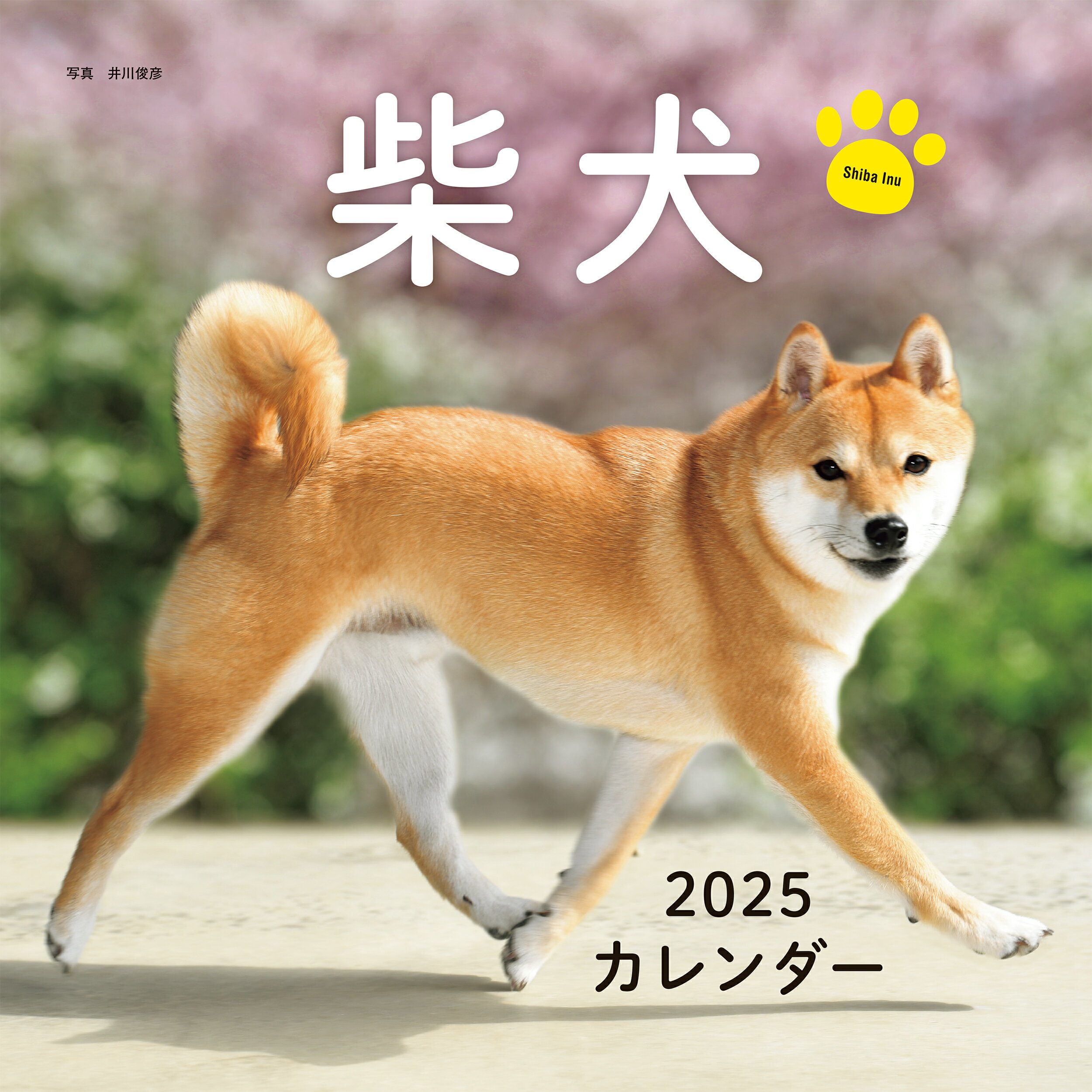 楽天市場】誠文堂新光社 柴犬カレンダー ２０２５/誠文堂新光社/井川俊彦 | 価格比較 - 商品価格ナビ