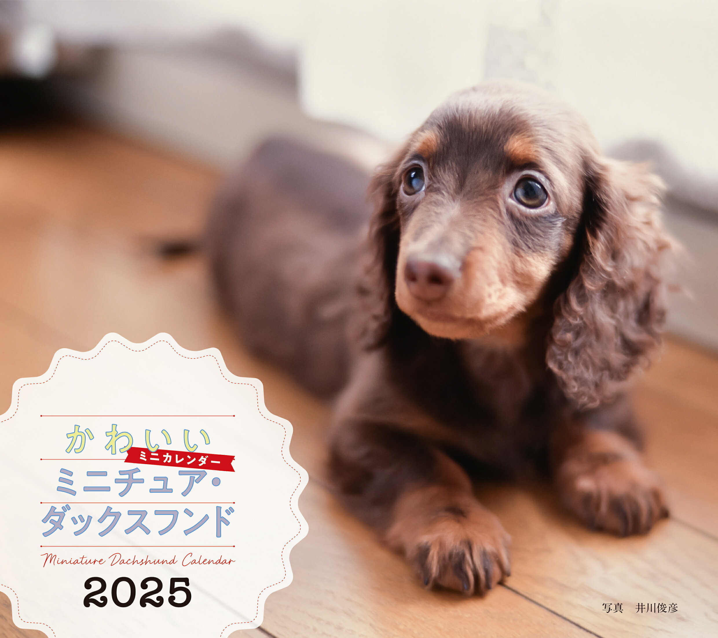 かわいいミニチュア・ダックスフンドカレンダー ２０２５/誠文堂新光社/井川俊彦