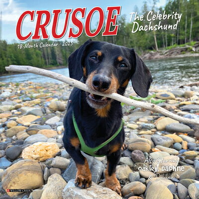 Crusoe the Celebrity Dachshund 2025 7 X 7 Mini Wall Calendar/WILLOW CREEK PR/Ryan Beauchesne