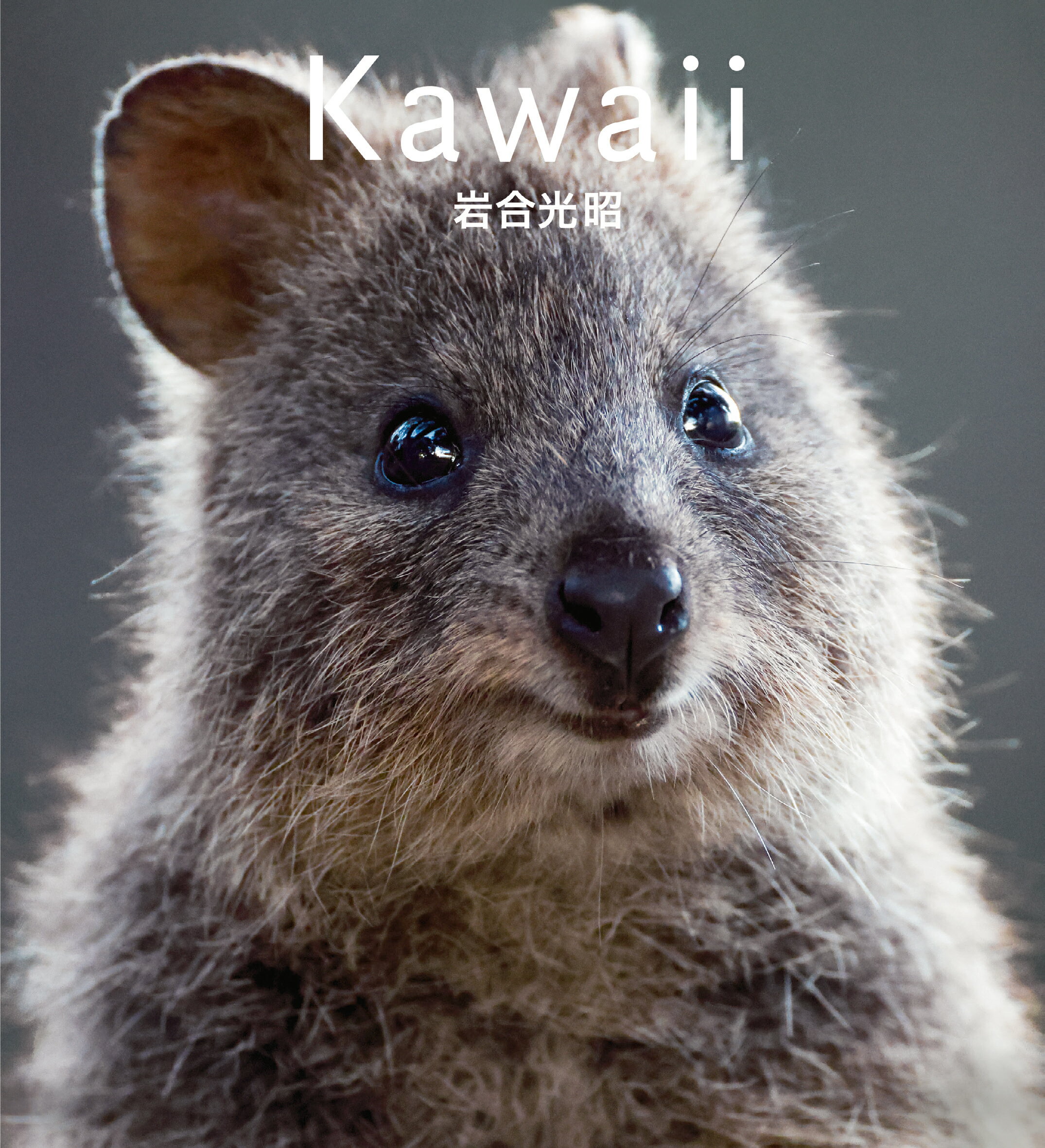 Ｋａｗａｉｉ ウォンバット　クオッカ　コアラ/クレヴィス/岩合光昭