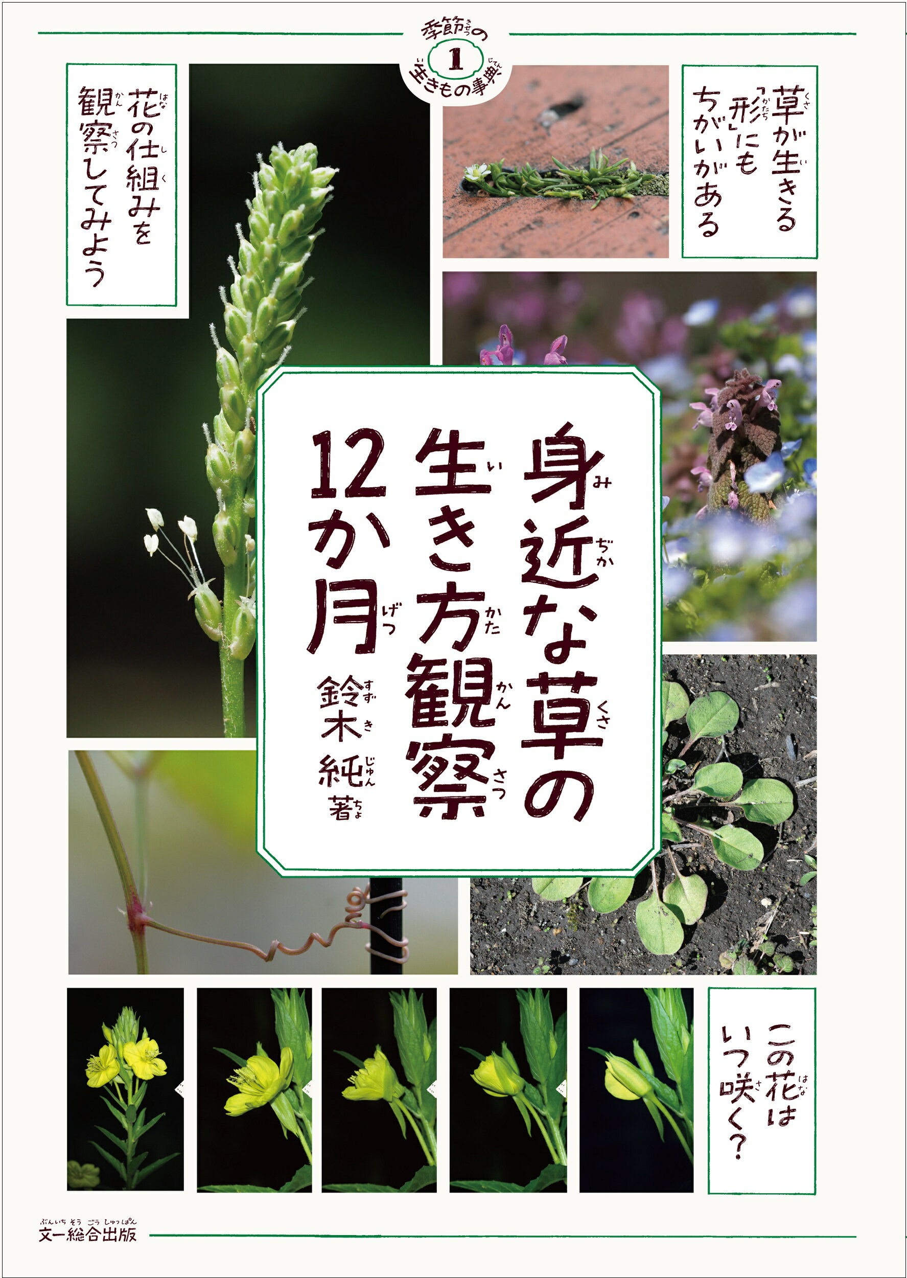 身近な草の生き方観察１２か月/文一総合出版/鈴木純（植物観察家）