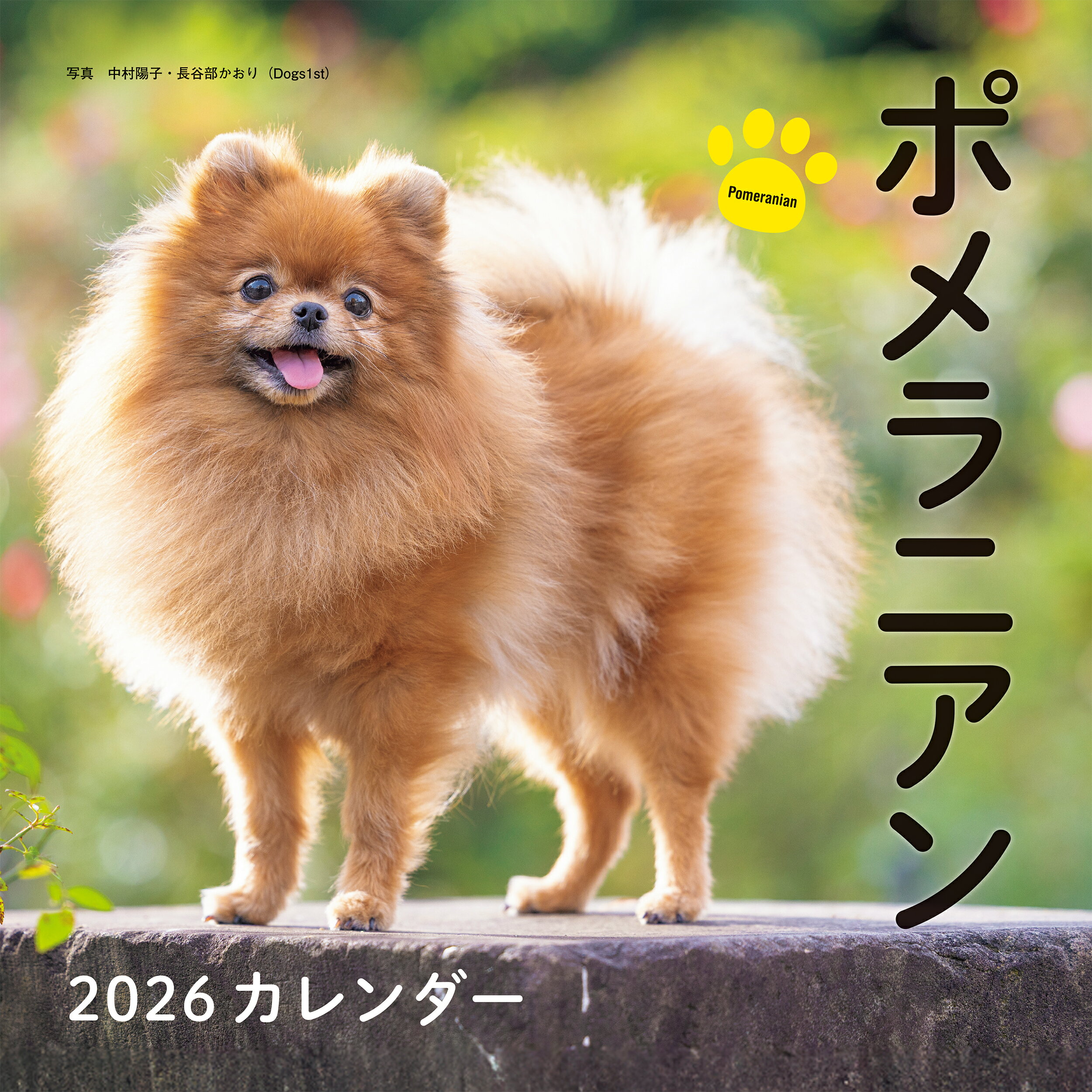 ポメラニアンカレンダー ２０２６/誠文堂新光社/中村陽子