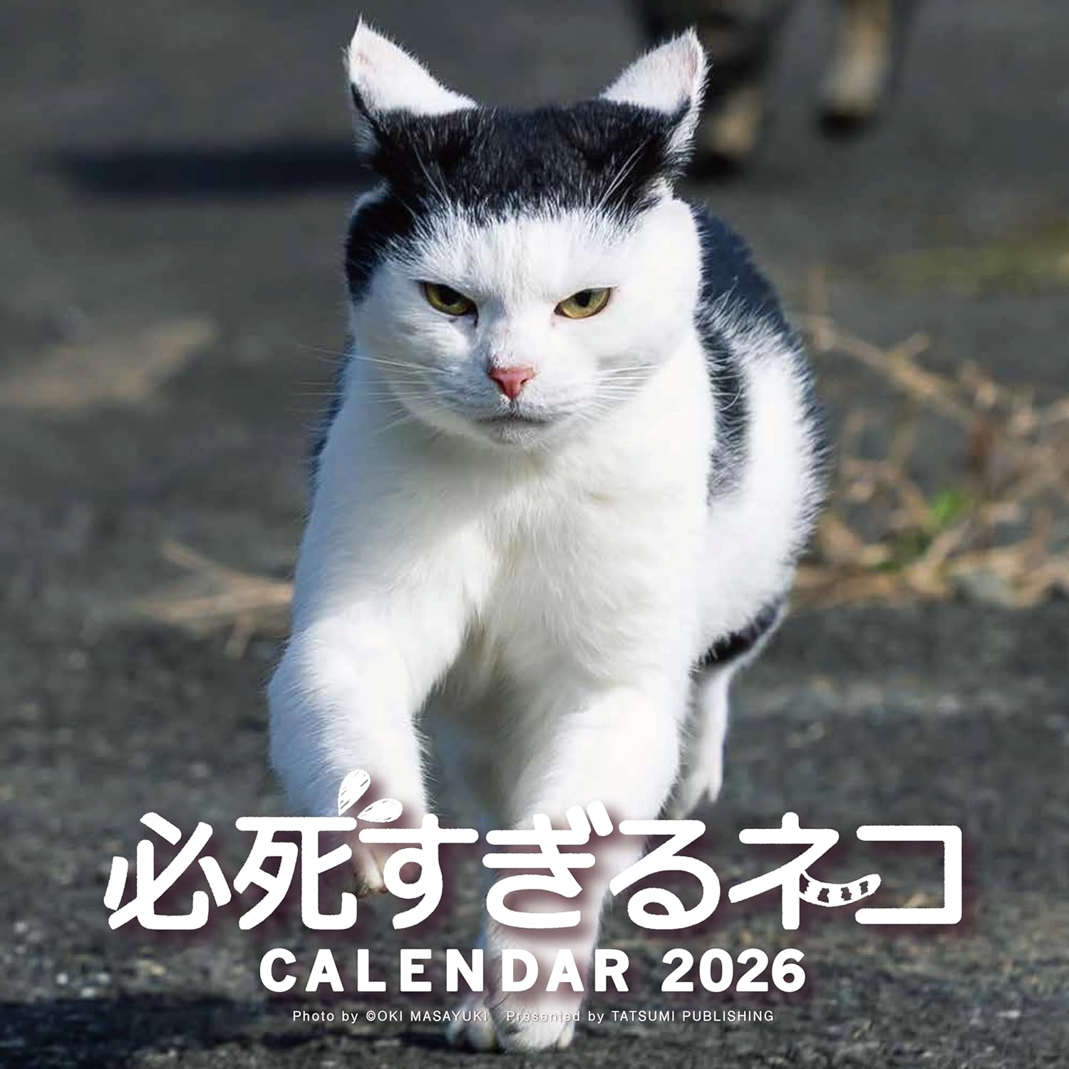 必死すぎるネコカレンダー ２０２６/辰巳出版/沖昌之