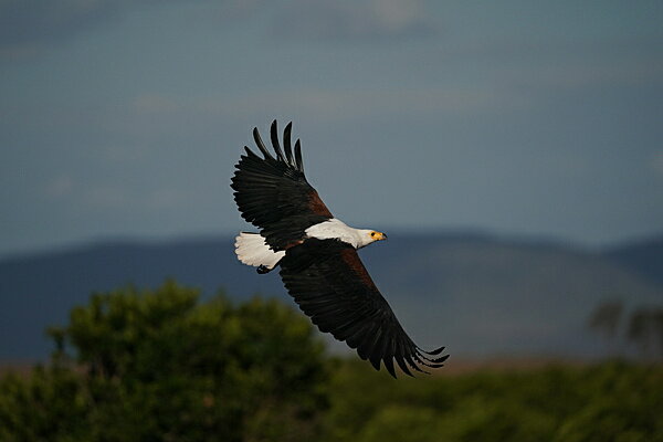 SONY レンズ FE 200-600F5.6-6.3 G OSS