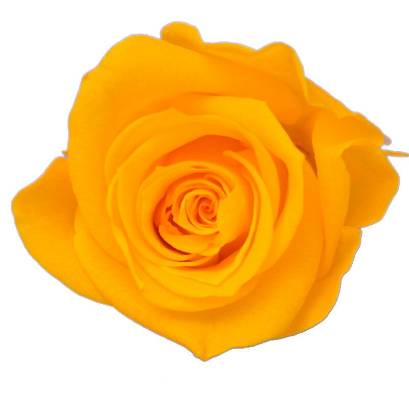 EARTH MATTERS あじさい　モーニングイエロー12個セット EARTH MATTERS あじさい モーニングイエロー12個セット 即日