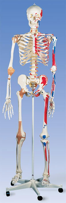 楽天市場】コンポジット 人体骨格模型【ヒューマンスカル】 a04381