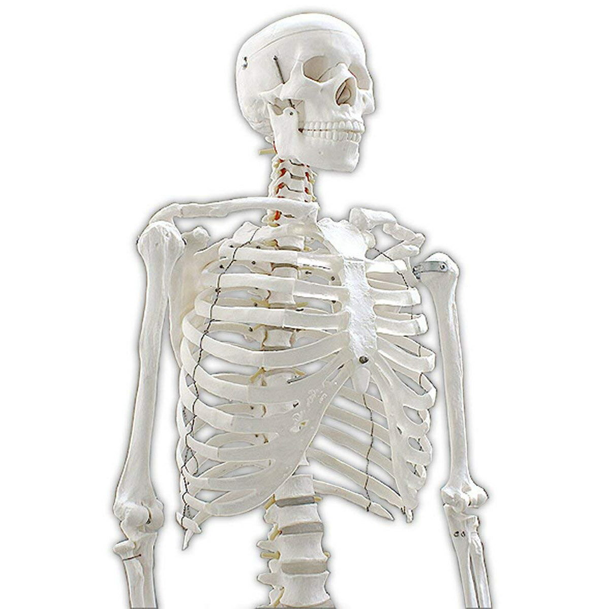 人体骨格模型 ヒューマンスカル 人体模型 a04381 人体骨格模型 ヒューマンスカル 人体模型 a04381 Amazon.co.jp