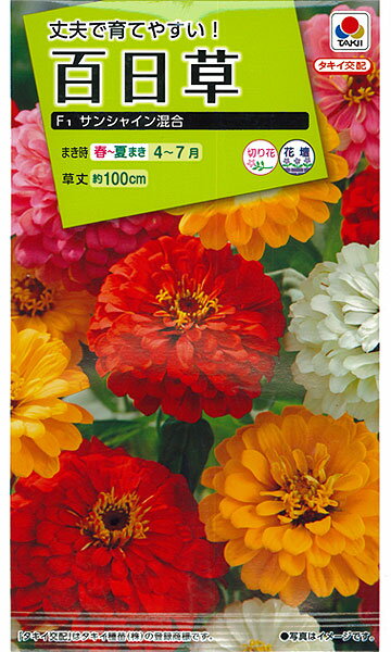 百日草f1サンシャイン混合 種