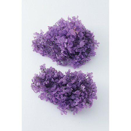 楽天市場】大地農園 大地農園 Ohchi Nursery EARTH MATTERS ソフト