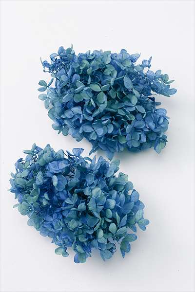 楽天市場】大地農園 プリザーブド 大地農園/ゆめアジサイ・ヘッド