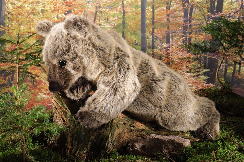 楽天市場】ケーセン社 ぬいぐるみ 限定500 白クマ どろんこ