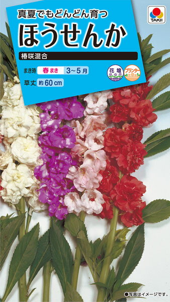 ほうせんか椿咲混合 種