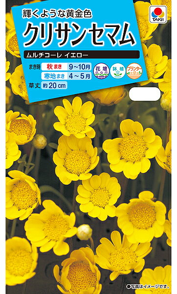 クリサンセマムムルチコーレイエロー 種
