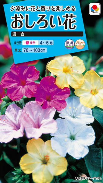 おしろい花 混合 種