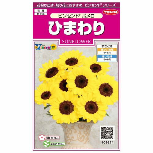 サカタのタネ｜SAKATA SEED CORPORATION 実咲 ひまわり ビンセント ポメロ 905624