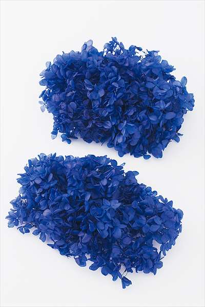 楽天市場】大地農園 大地農園 Ohchi Nursery EARTH MATTERS ソフト