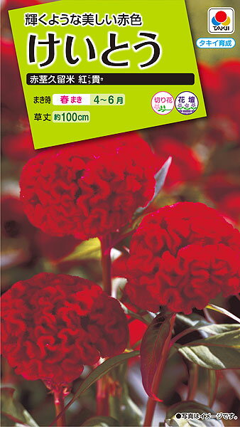 タキイ種苗 けいとう 赤茎久留米 紅貴 fkt122