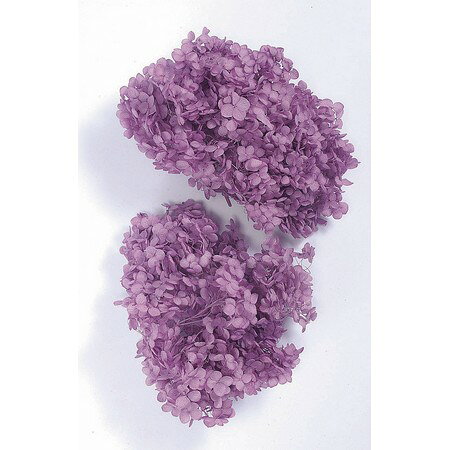 楽天市場】大地農園 大地農園 Ohchi Nursery EARTH MATTERS ソフト