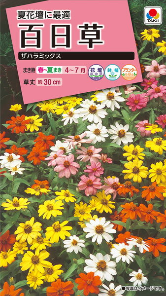 タキイ種苗 花種 百日草 ザハラミックス B05-047