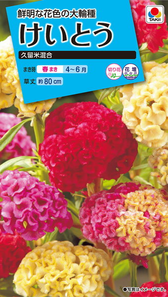 けいとう久留米混合 種