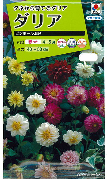 ダリアピンボール混合 種