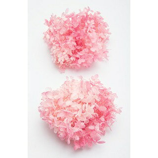 楽天市場】大地農園 大地農園 Ohchi Nursery EARTH MATTERS ソフト