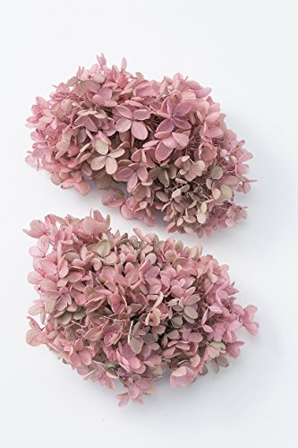 楽天市場】大地農園 大地農園 Ohchi Nursery EARTH MATTERS ソフト