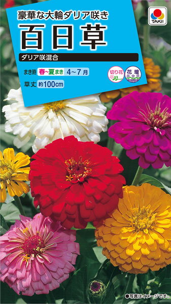 百日草ダリア咲混合 種