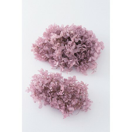 楽天市場】大地農園 プリザーブド 大地農園/ゆめアジサイ・ヘッド