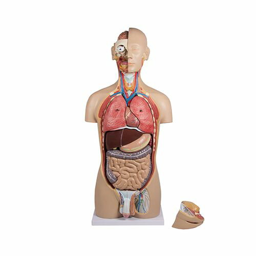 楽天市場】ダイセイ 人体模型男性 リアルです jk-4325 | 価格